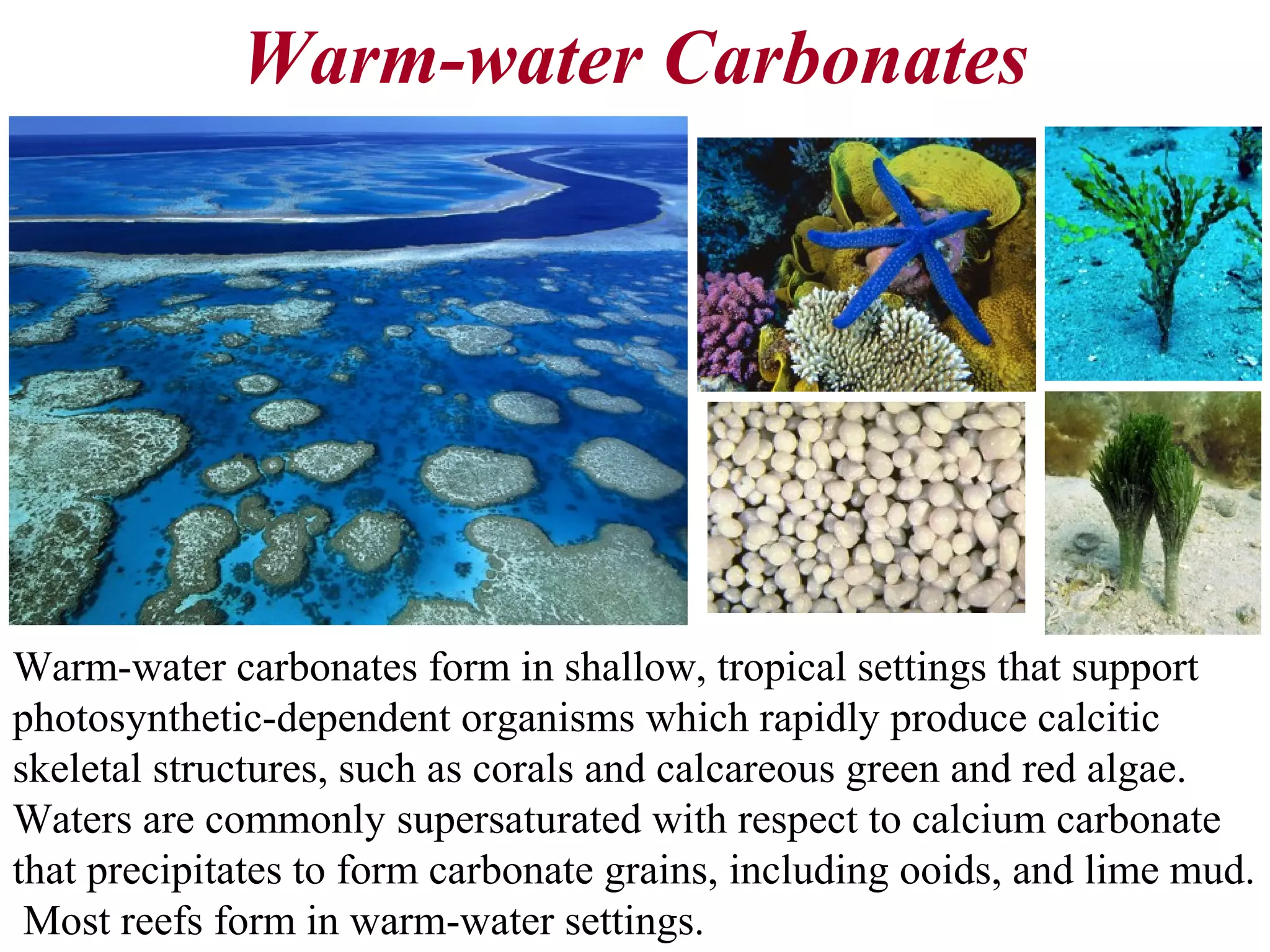 Warm-water Carbonates
Warm-water carbonates form in shallow, tropical settings that support
photosynthetic-dependent organisms which rapidly produce calcitic
skeletal structures, such as corals and calcareous green and red algae.
Waters are commonly supersaturated with respect to calcium carbonate
that precipitates to form carbonate grains, including ooids, and lime mud.
Most reefs form in warm-water settings.
 