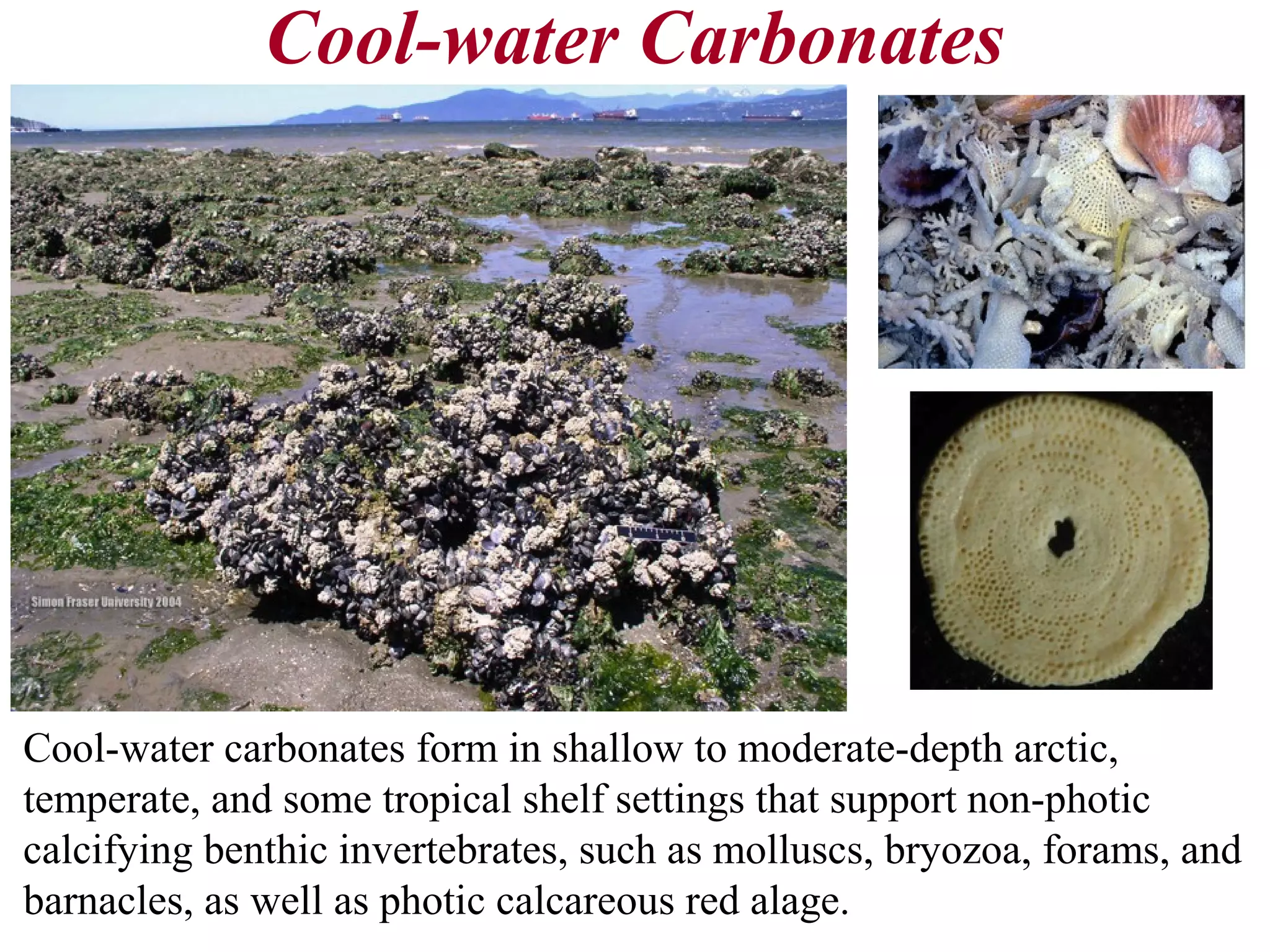 Cool-water Carbonates
Cool-water carbonates form in shallow to moderate-depth arctic,
temperate, and some tropical shelf settings that support non-photic
calcifying benthic invertebrates, such as molluscs, bryozoa, forams, and
barnacles, as well as photic calcareous red alage.
 