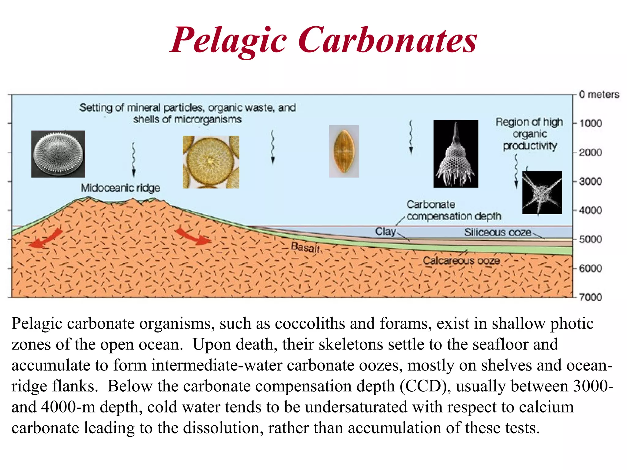 Pelagic Carbonates
Pelagic carbonate organisms, such as coccoliths and forams, exist in shallow photic
zones of the open ocean. Upon death, their skeletons settle to the seafloor and
accumulate to form intermediate-water carbonate oozes, mostly on shelves and ocean-
ridge flanks. Below the carbonate compensation depth (CCD), usually between 3000-
and 4000-m depth, cold water tends to be undersaturated with respect to calcium
carbonate leading to the dissolution, rather than accumulation of these tests.
 