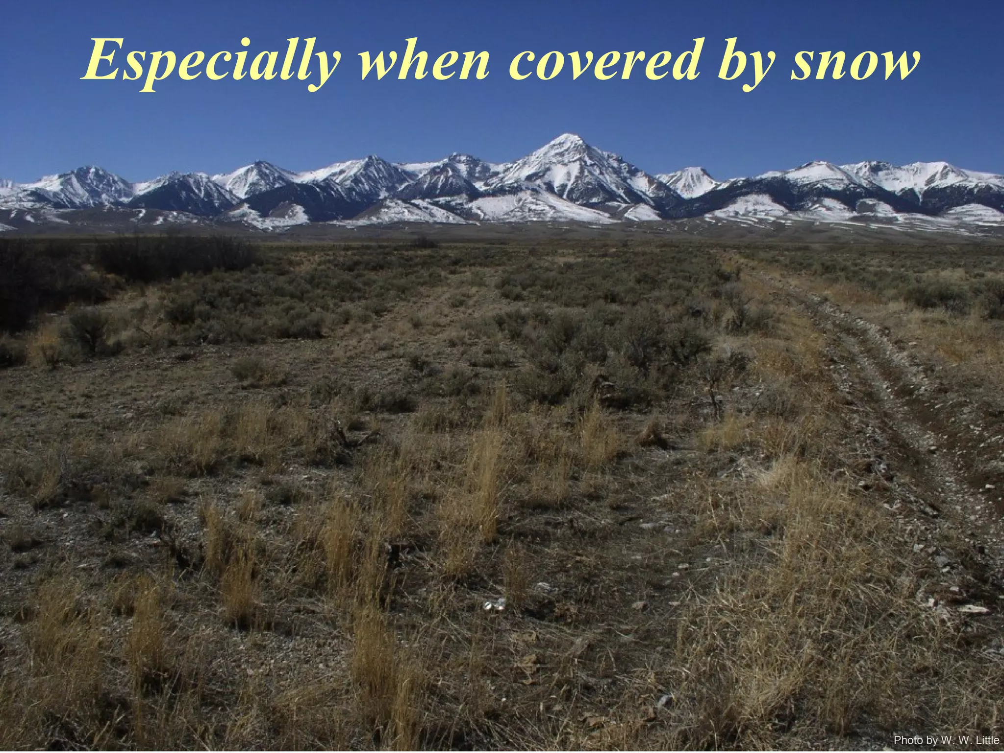 Photo by W. W. Little
Especially when covered by snow
 