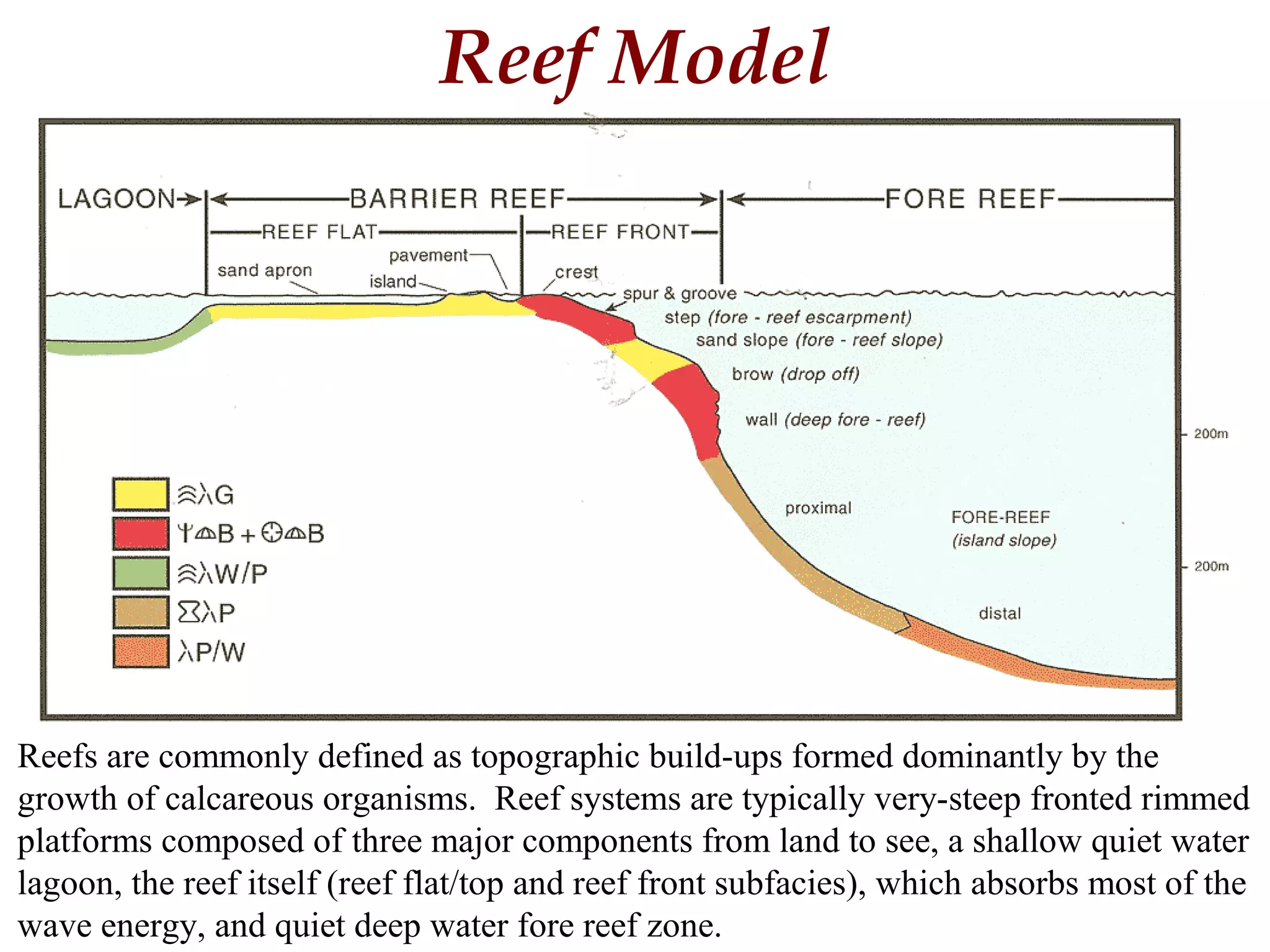 Reef Model
Reefs are commonly defined as topographic build-ups formed dominantly by the
growth of calcareous organisms. Reef systems are typically very-steep fronted rimmed
platforms composed of three major components from land to see, a shallow quiet water
lagoon, the reef itself (reef flat/top and reef front subfacies), which absorbs most of the
wave energy, and quiet deep water fore reef zone.
 