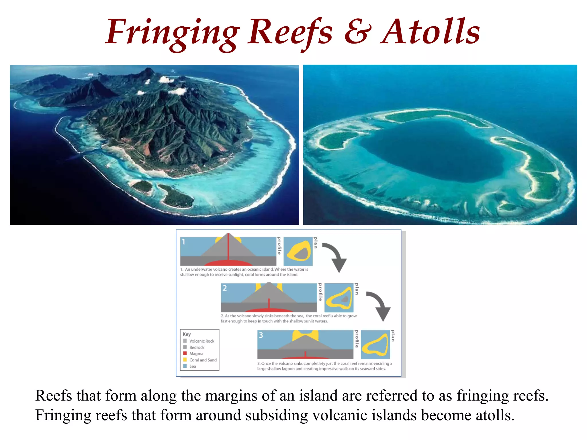 Fringing Reefs & Atolls
Reefs that form along the margins of an island are referred to as fringing reefs.
Fringing reefs that form around subsiding volcanic islands become atolls.
 