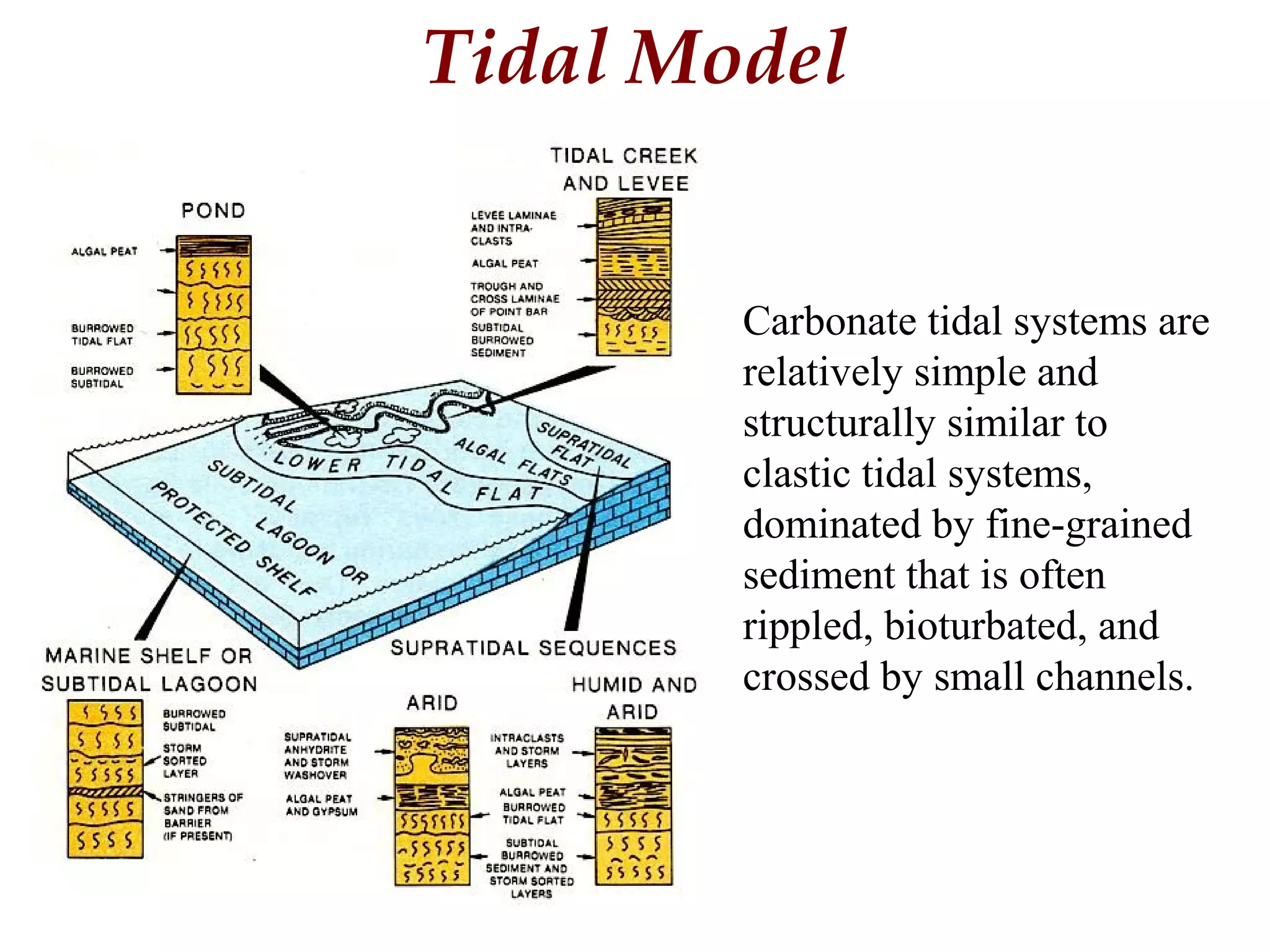 Tidal Model
Carbonate tidal systems are
relatively simple and
structurally similar to
clastic tidal systems,
dominated by fine-grained
sediment that is often
rippled, bioturbated, and
crossed by small channels.
 