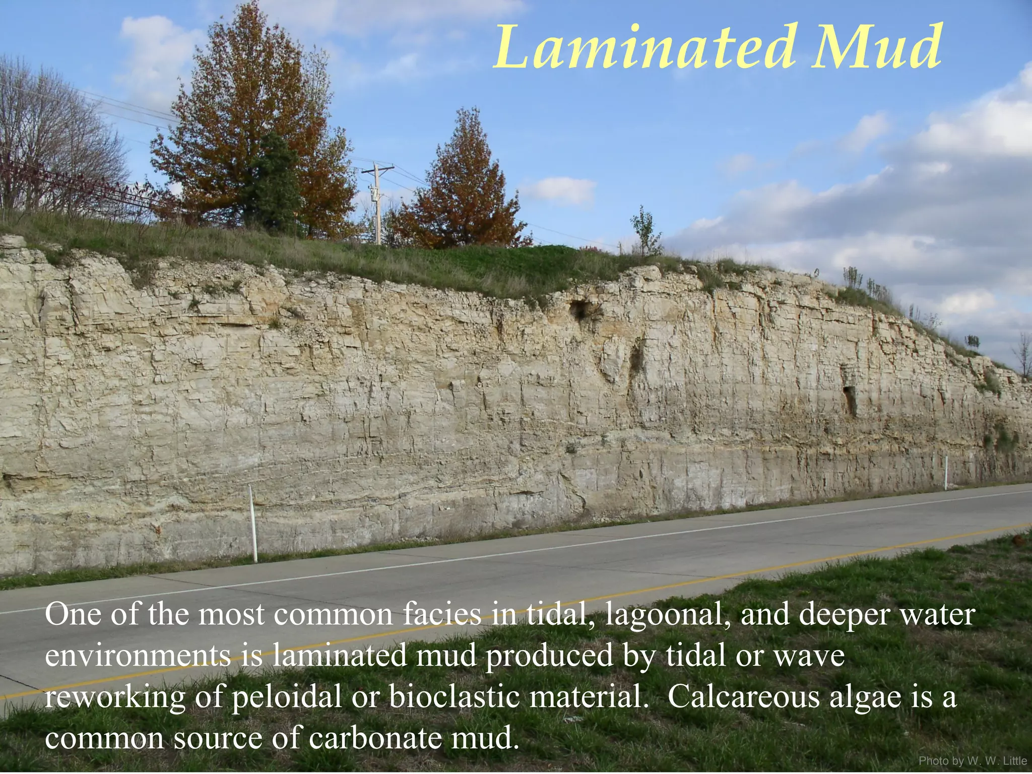 Photo by W. W. Little
Laminated Mud
One of the most common facies in tidal, lagoonal, and deeper water
environments is laminated mud produced by tidal or wave
reworking of peloidal or bioclastic material. Calcareous algae is a
common source of carbonate mud.
 