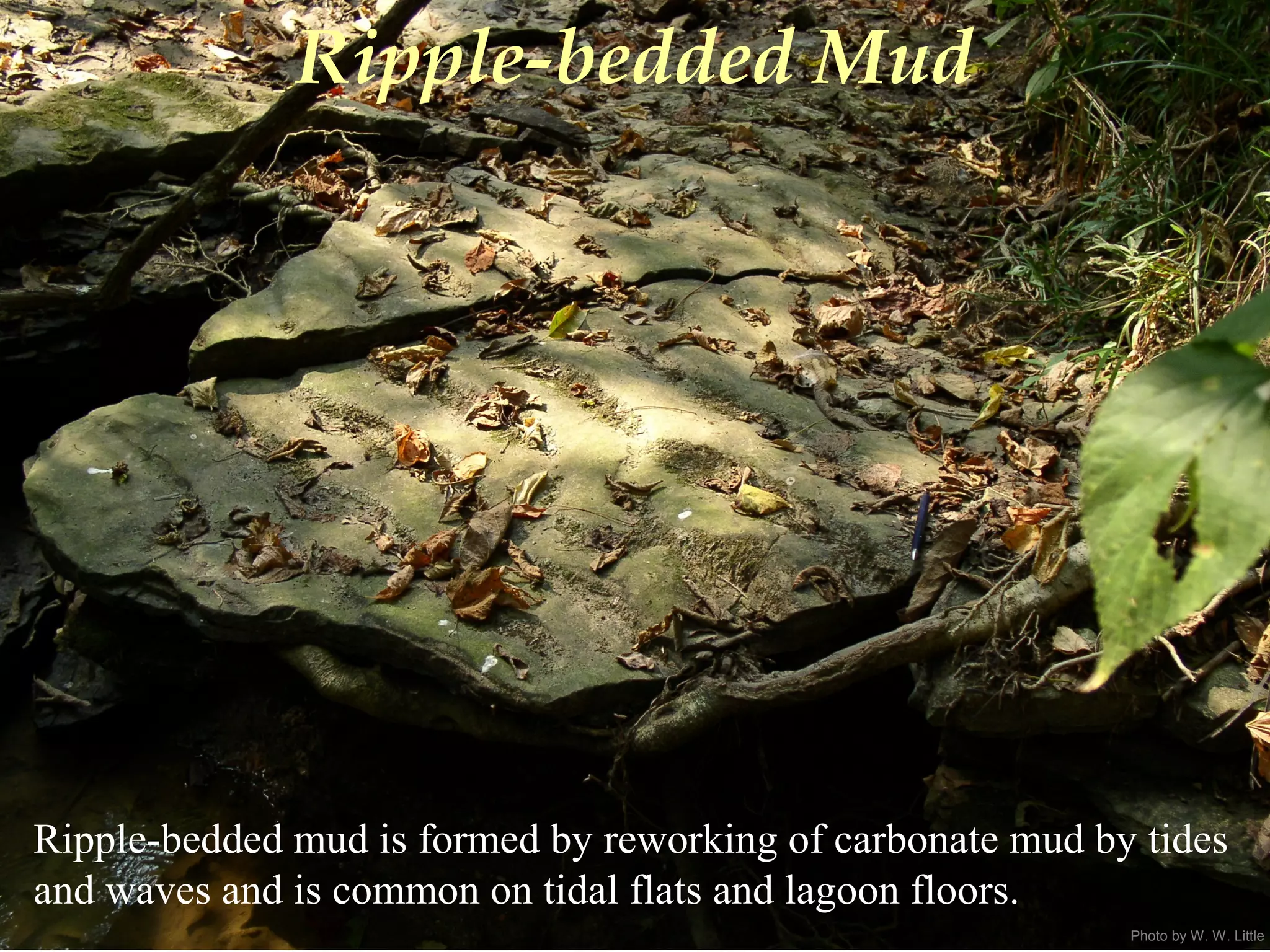 Photo by W. W. Little
Ripple-bedded Mud
Ripple-bedded mud is formed by reworking of carbonate mud by tides
and waves and is common on tidal flats and lagoon floors.
 