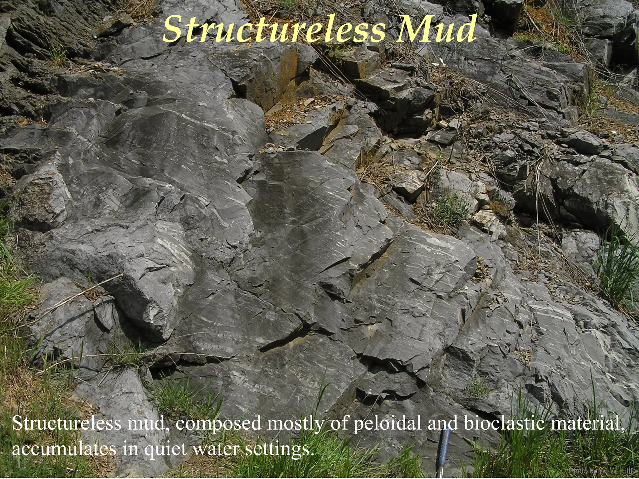 Photo by W. W. Little
Structureless Mud
Structureless mud, composed mostly of peloidal and bioclastic material,
accumulates in quiet water settings.
 