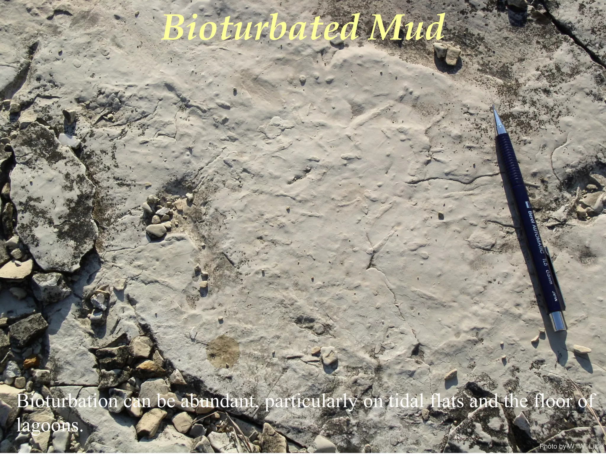 Photo by W. W. Little
Bioturbated Mud
Bioturbation can be abundant, particularly on tidal flats and the floor of
lagoons.
 