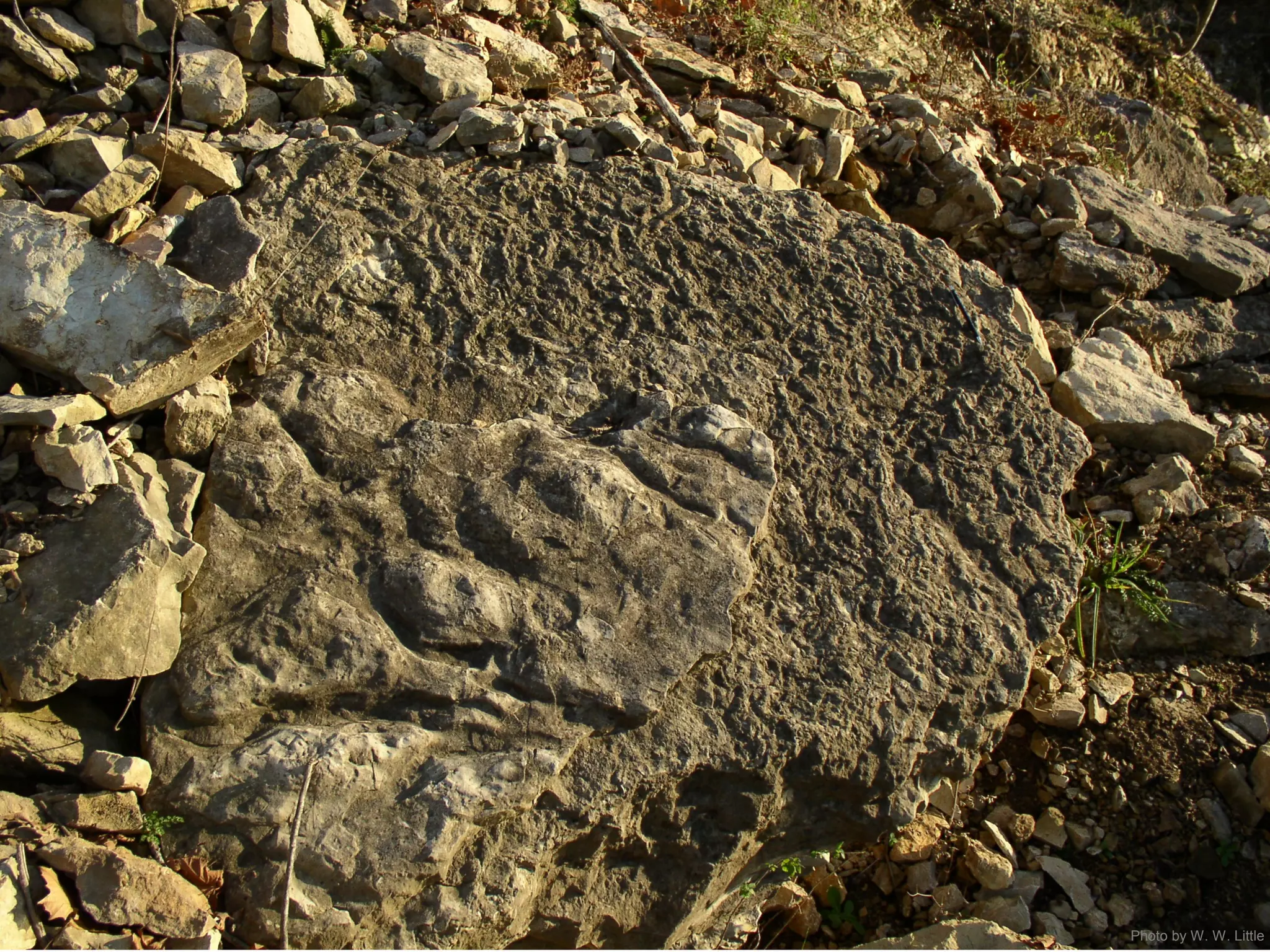 Photo by W. W. Little
 