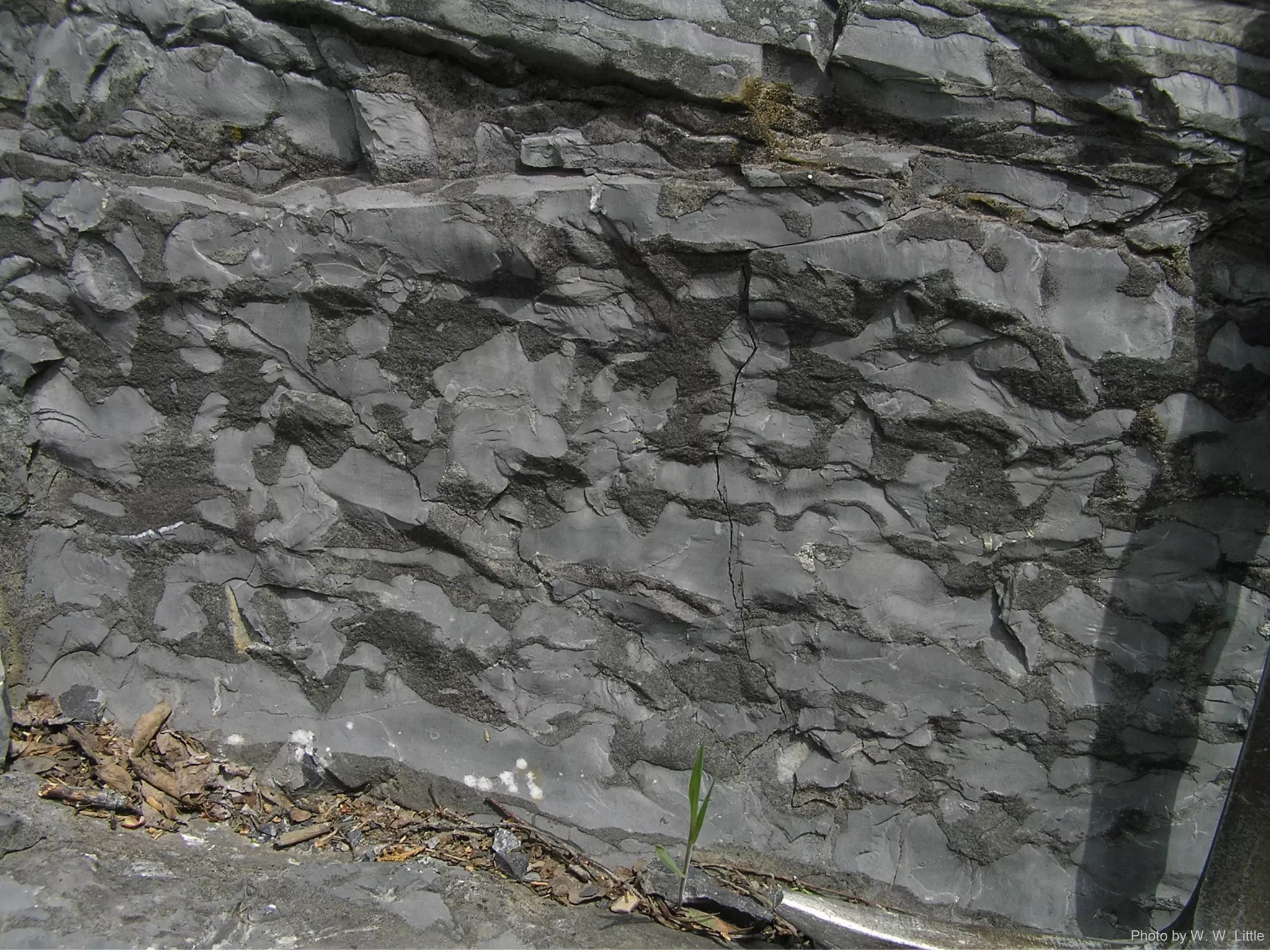 Photo by W. W. Little
 