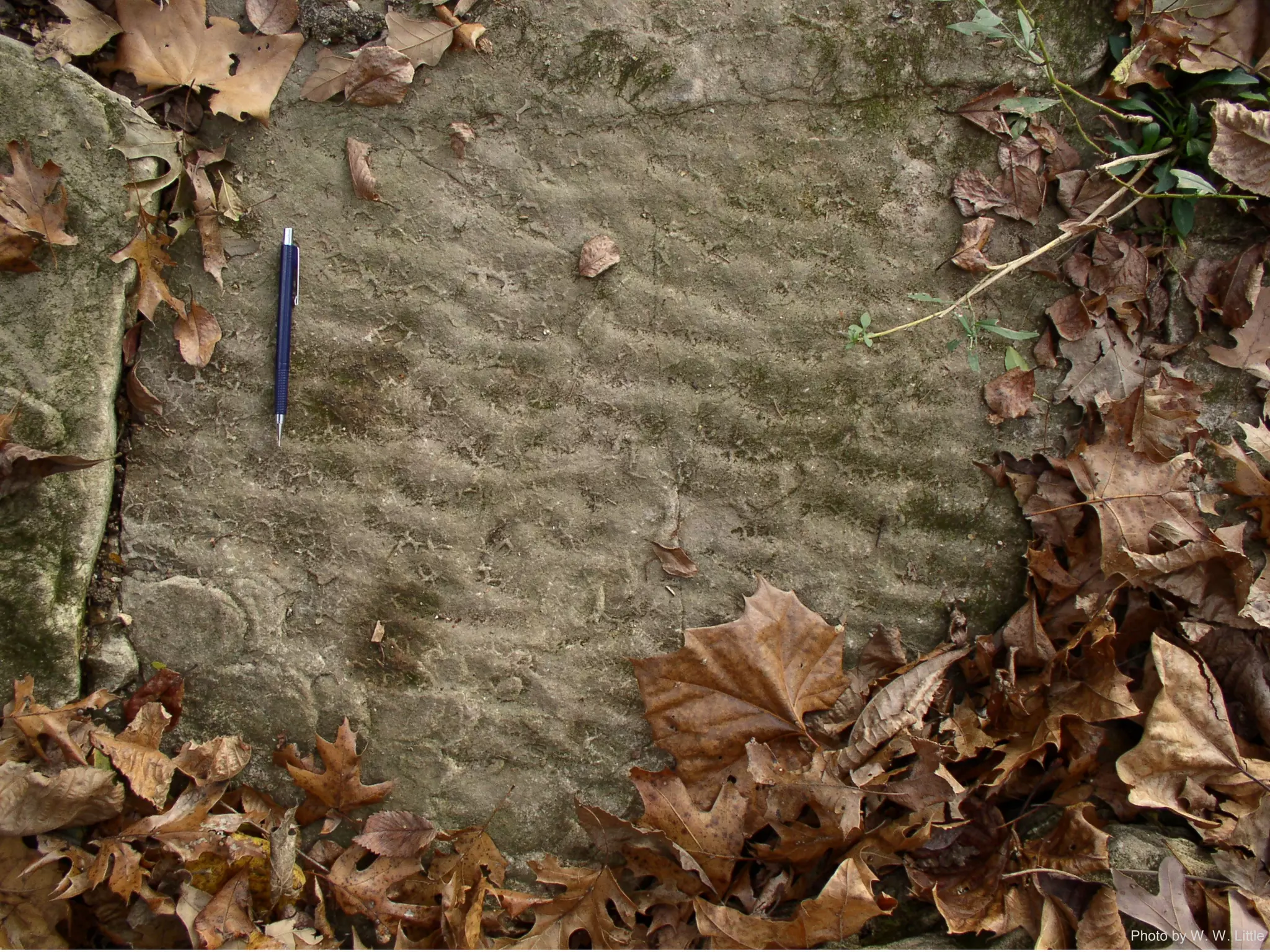 Photo by W. W. Little
 