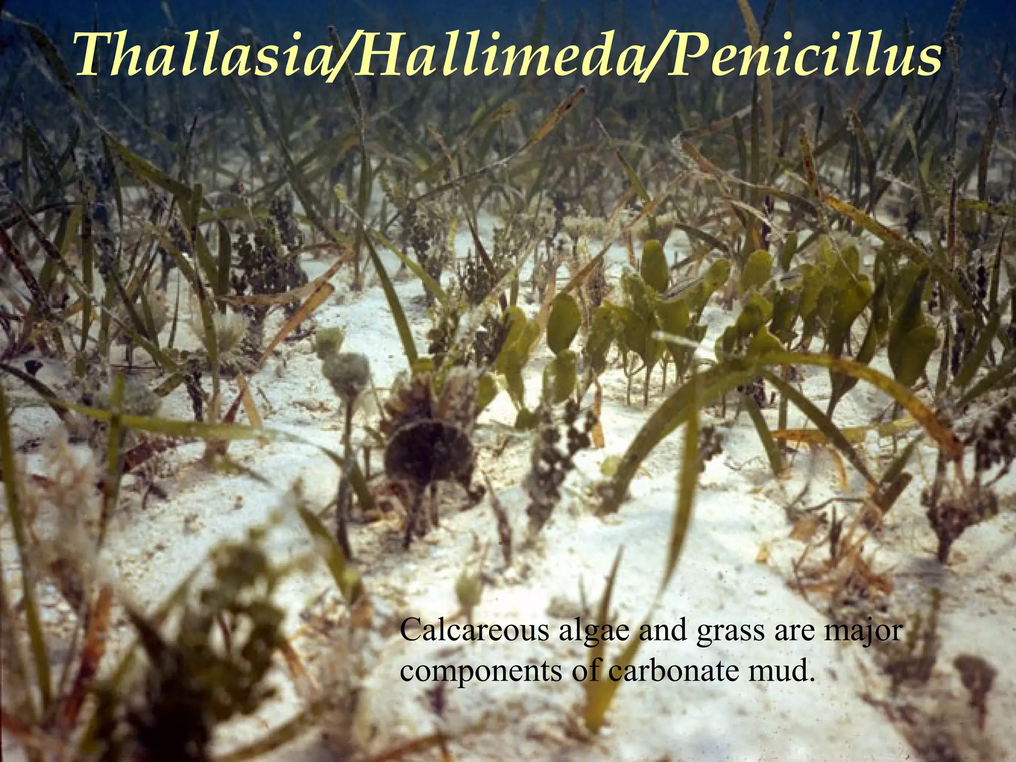 Thallasia/Hallimeda/Penicillus
Calcareous algae and grass are major
components of carbonate mud.
 