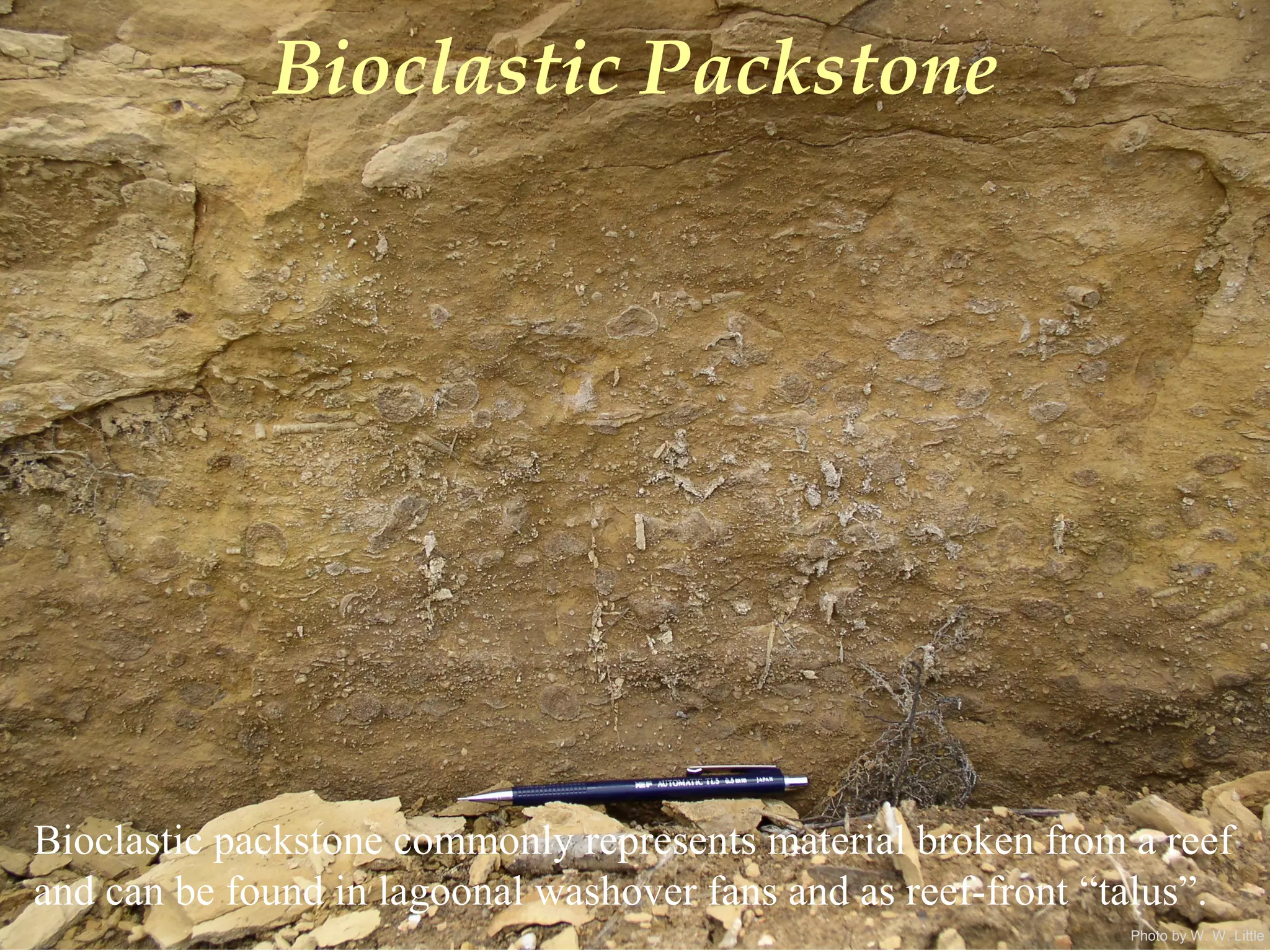 Photo by W. W. Little
Bioclastic Packstone
Bioclastic packstone commonly represents material broken from a reef
and can be found in lagoonal washover fans and as reef-front “talus”.
 