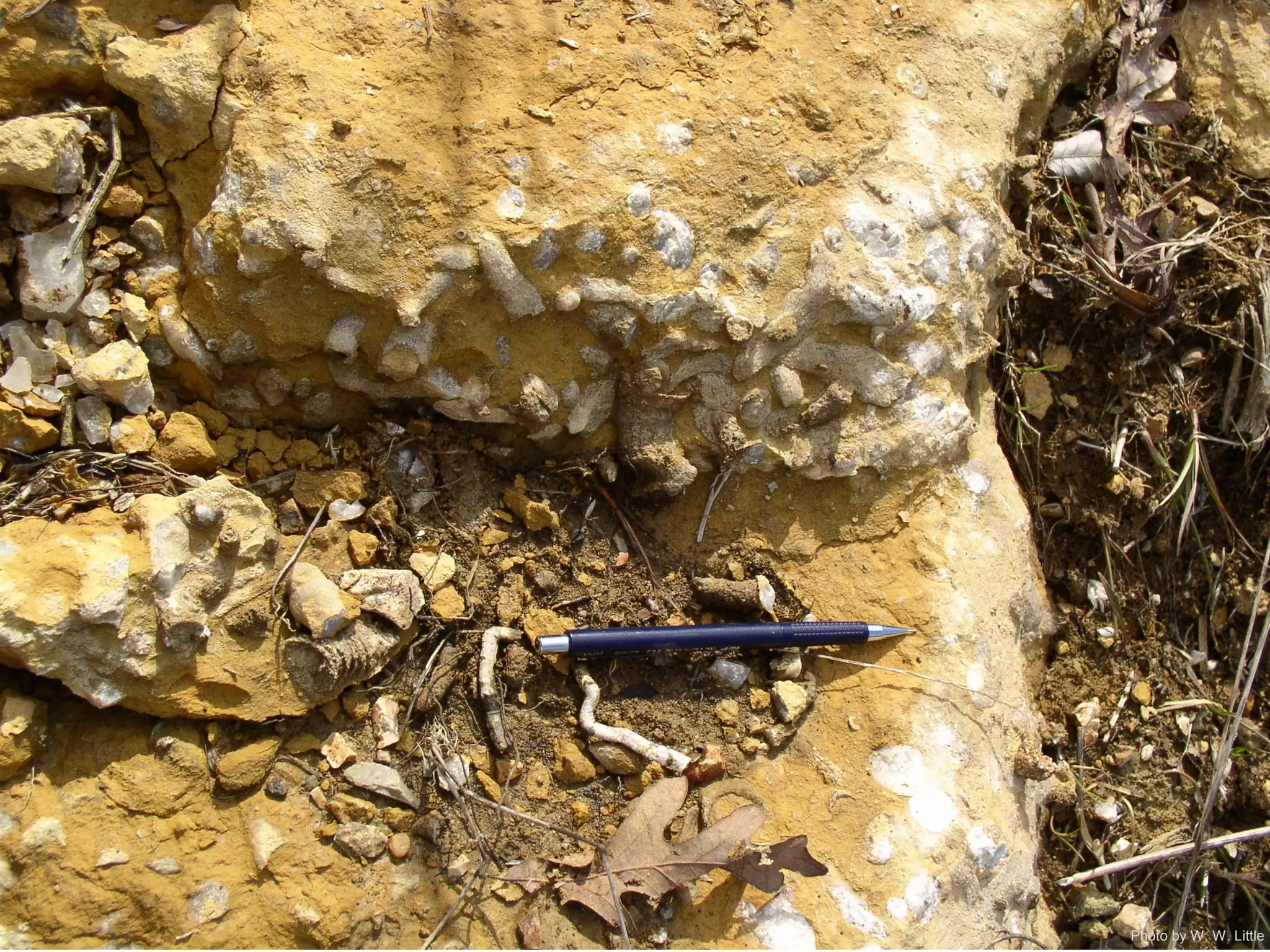 Photo by W. W. Little
 