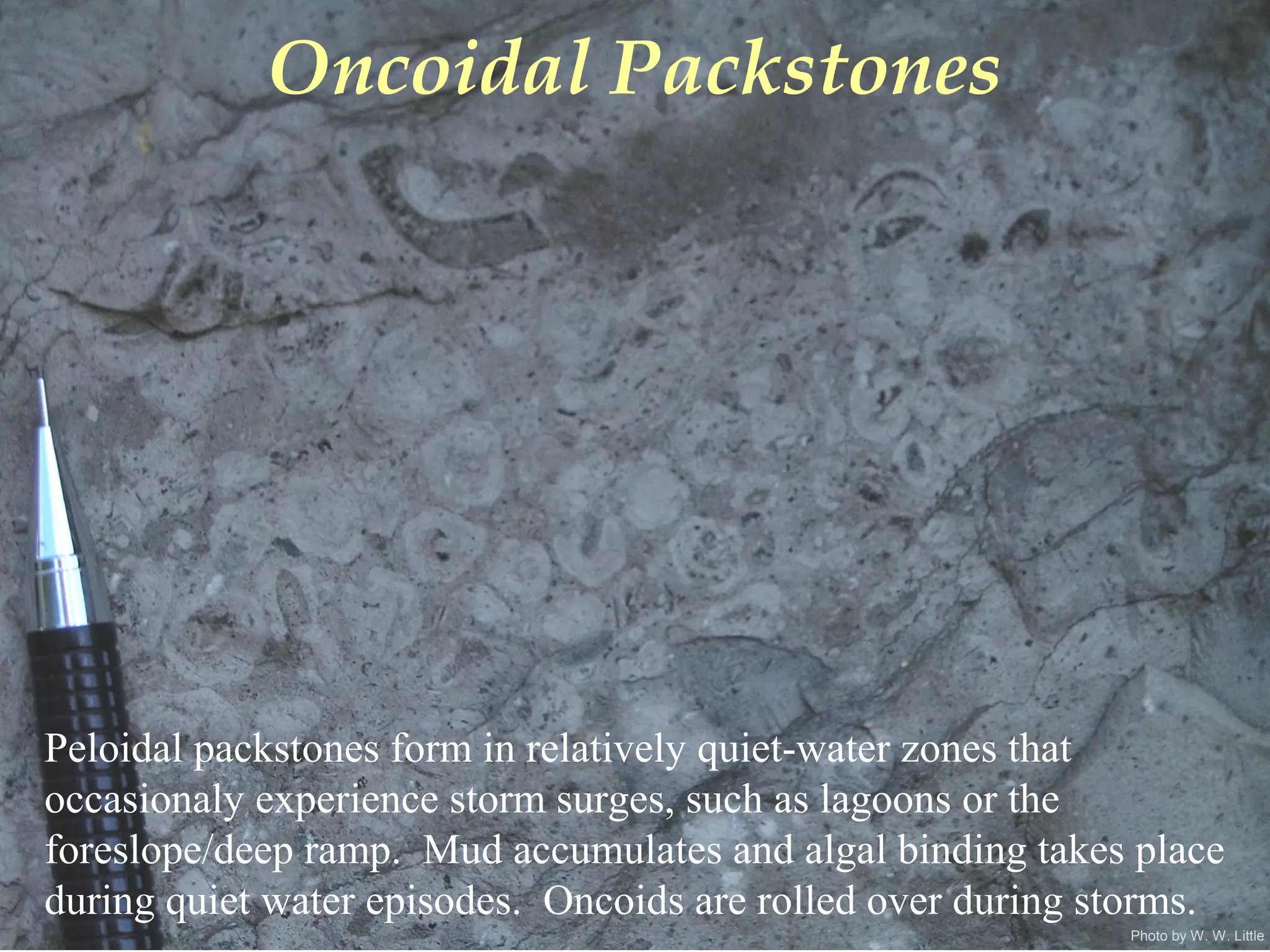 Photo by W. W. Little
Oncoidal Packstones
Peloidal packstones form in relatively quiet-water zones that
occasionaly experience storm surges, such as lagoons or the
foreslope/deep ramp. Mud accumulates and algal binding takes place
during quiet water episodes. Oncoids are rolled over during storms.
 