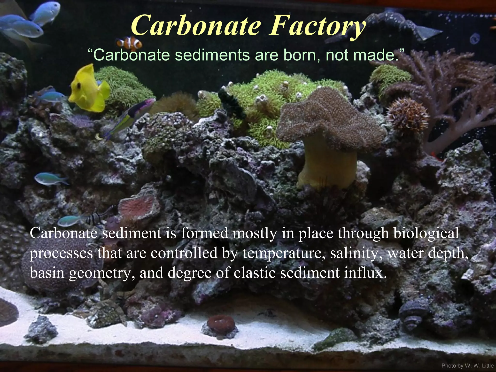 Photo by W. W. Little
Carbonate Factory
Carbonate sediment is formed mostly in place through biological
processes that are controlled by temperature, salinity, water depth,
basin geometry, and degree of clastic sediment influx.
“Carbonate sediments are born, not made.”
 