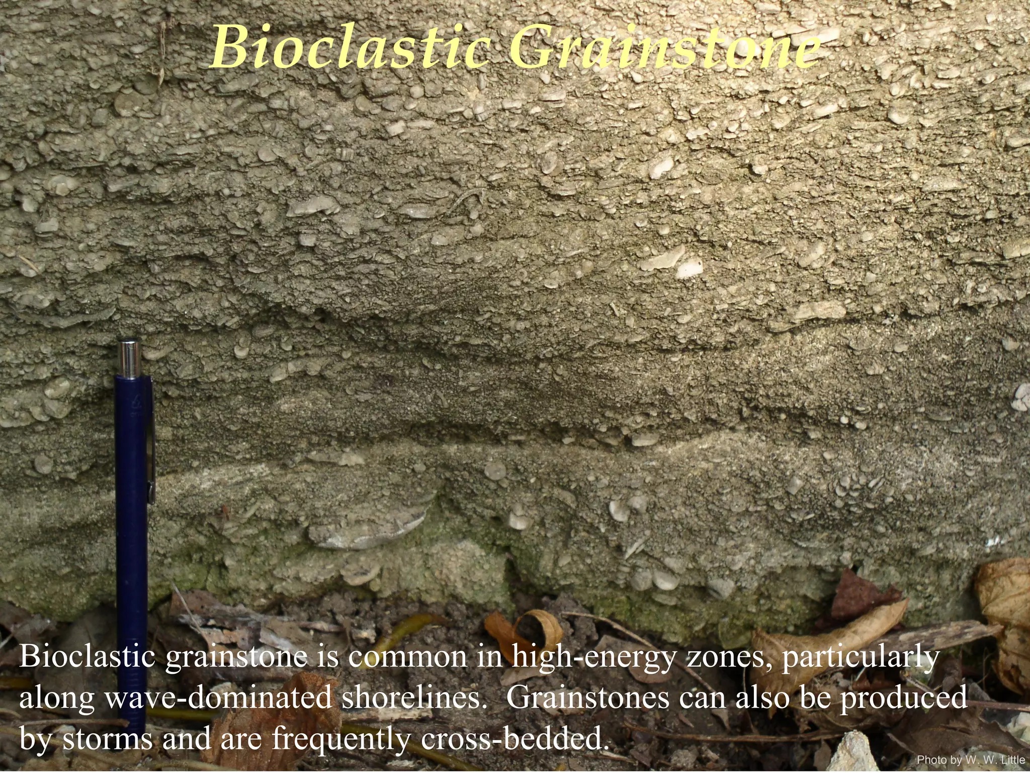 Photo by W. W. Little
Bioclastic Grainstone
Bioclastic grainstone is common in high-energy zones, particularly
along wave-dominated shorelines. Grainstones can also be produced
by storms and are frequently cross-bedded.
 