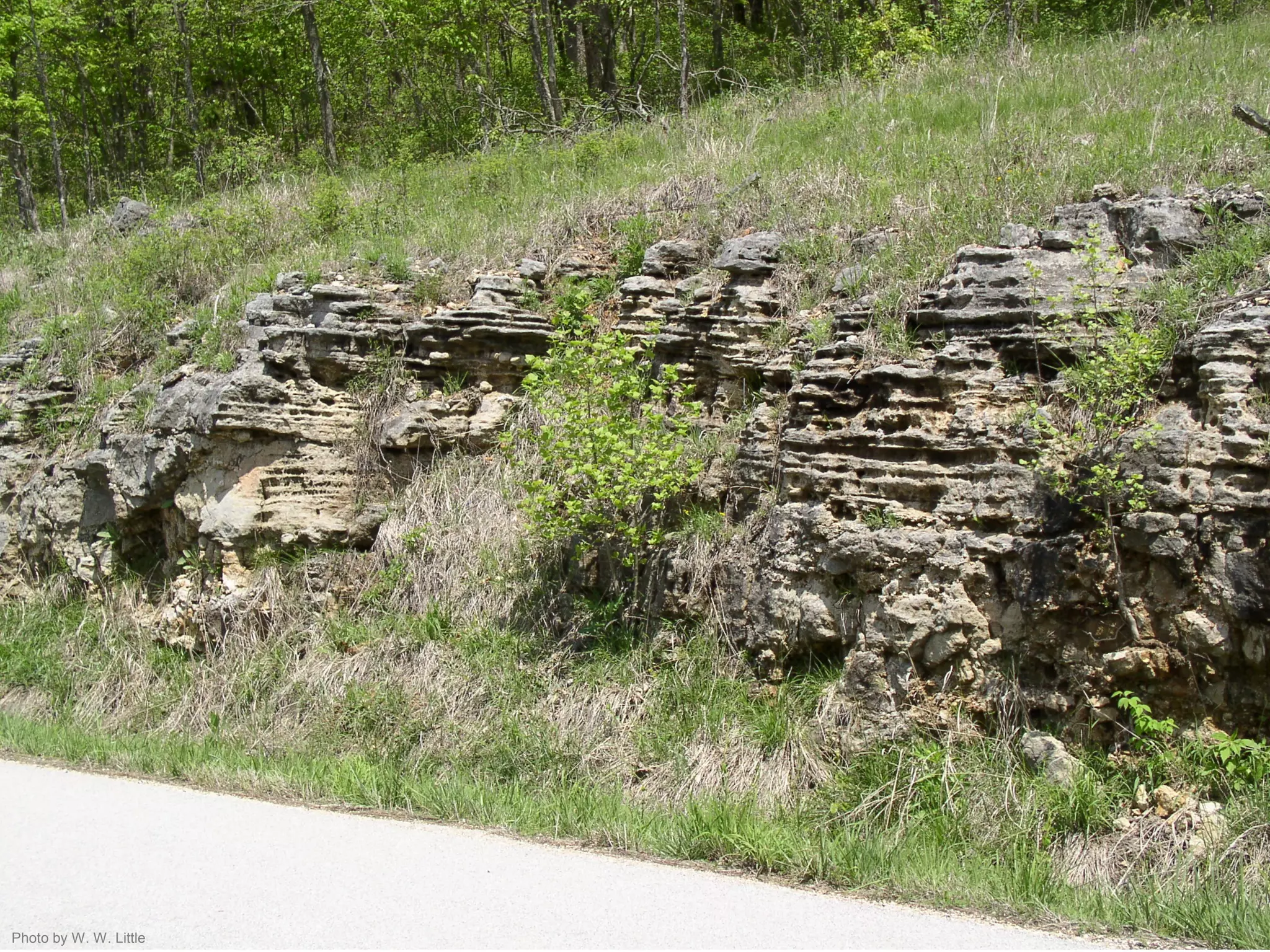 Photo by W. W. Little
 