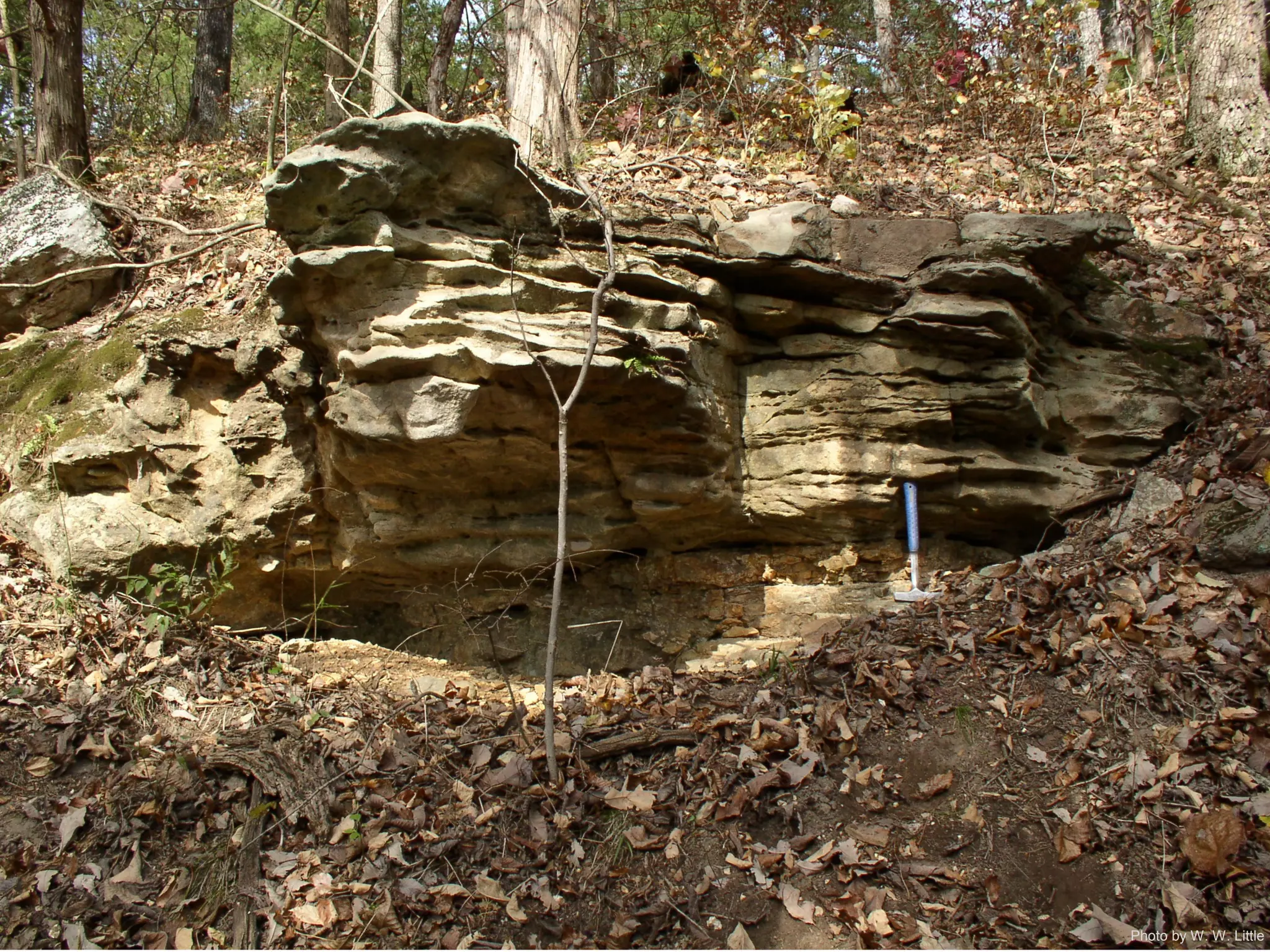 Photo by W. W. Little
 