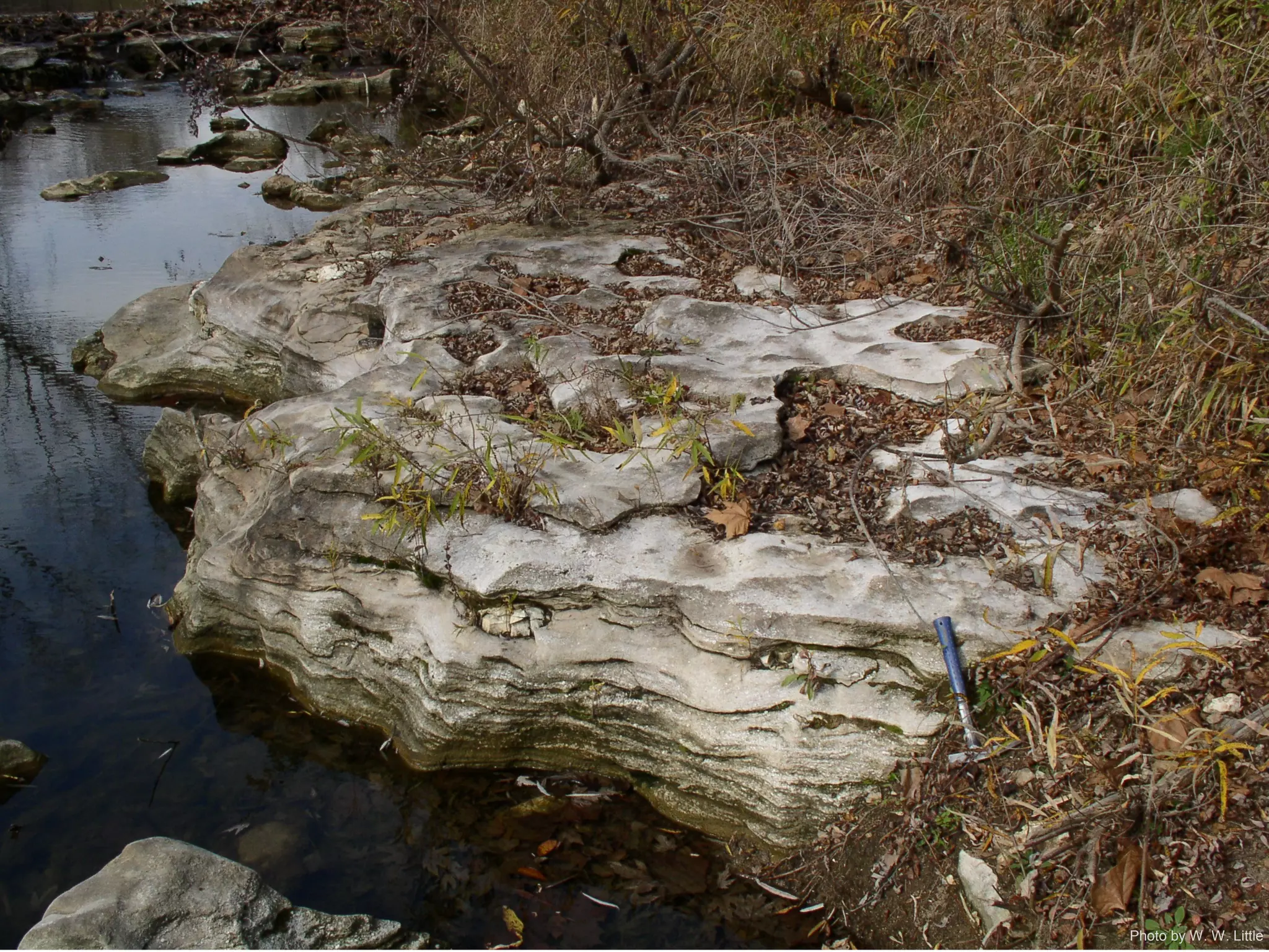 Photo by W. W. Little
 