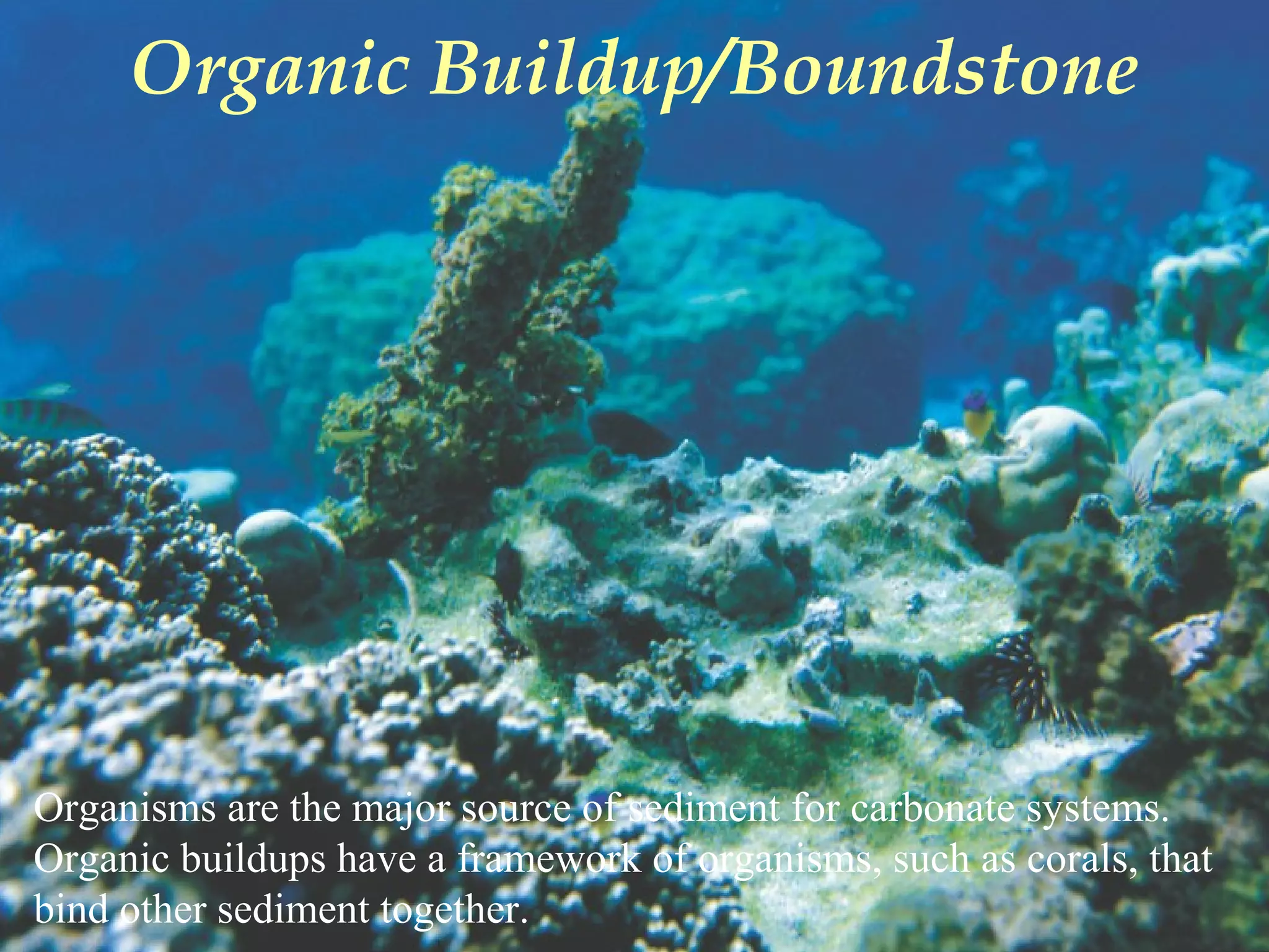 Organic Buildup/Boundstone
Organisms are the major source of sediment for carbonate systems.
Organic buildups have a framework of organisms, such as corals, that
bind other sediment together.
 