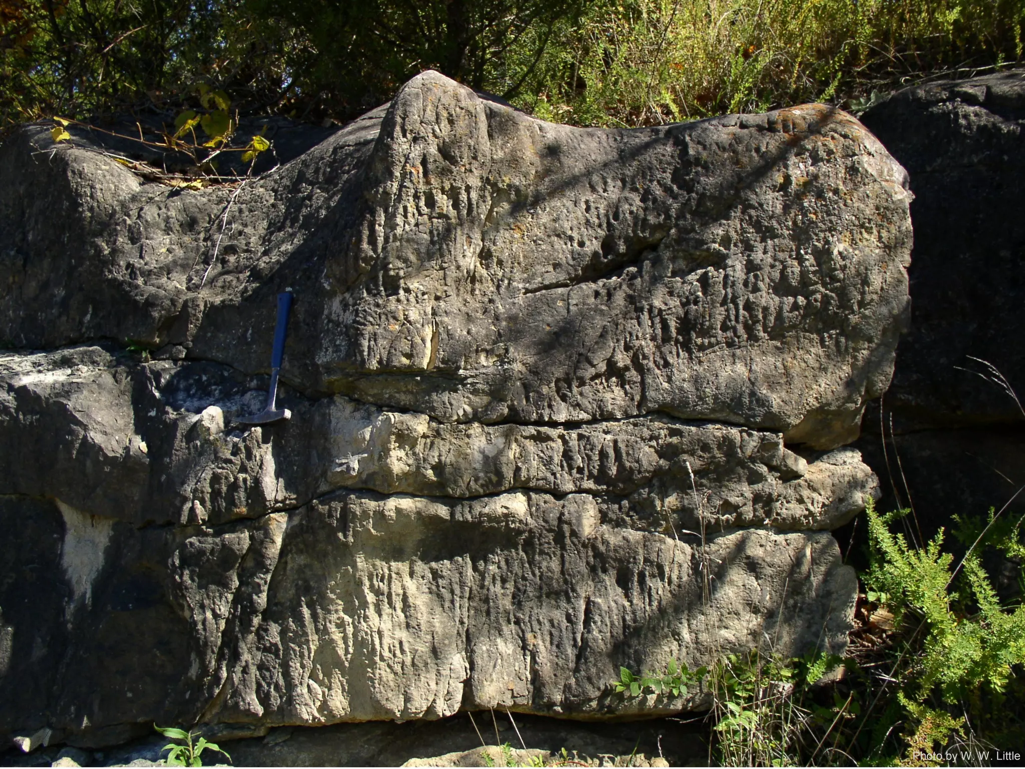 Photo by W. W. Little
 