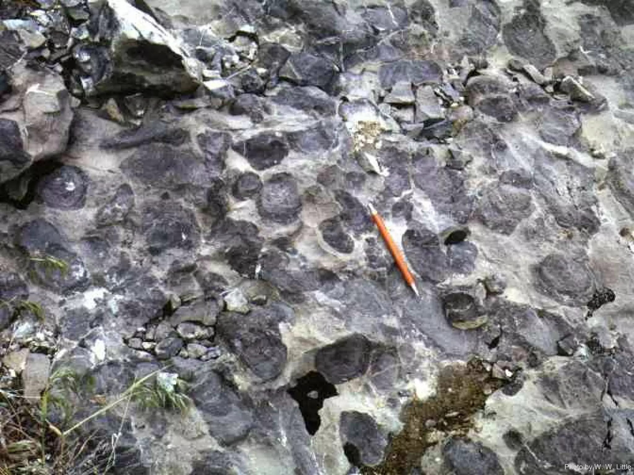 Photo by W. W. Little
 