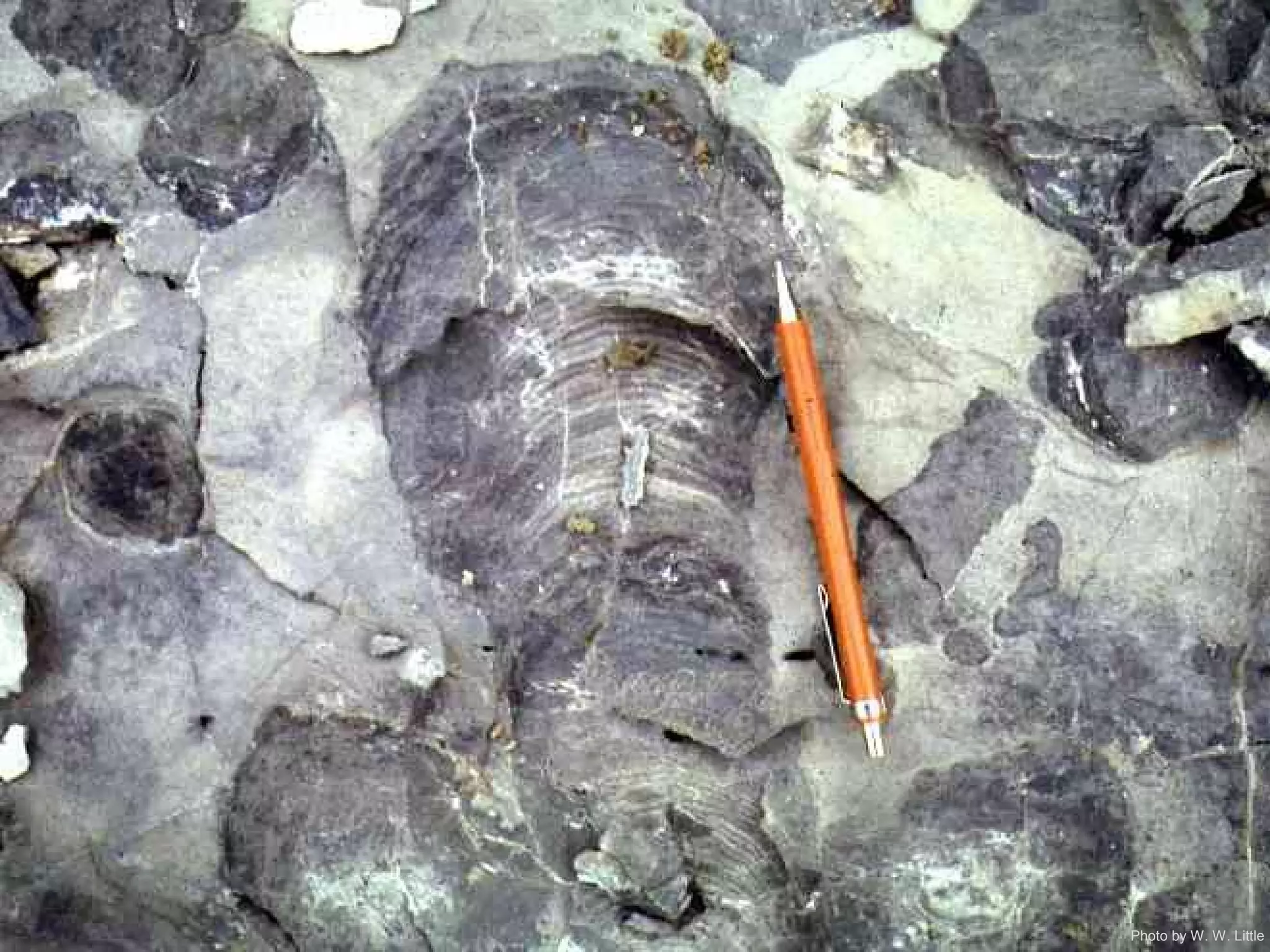 Photo by W. W. Little
 