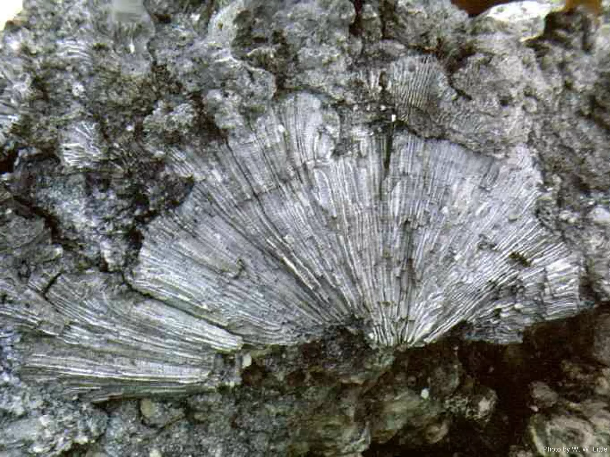 Photo by W. W. Little
 