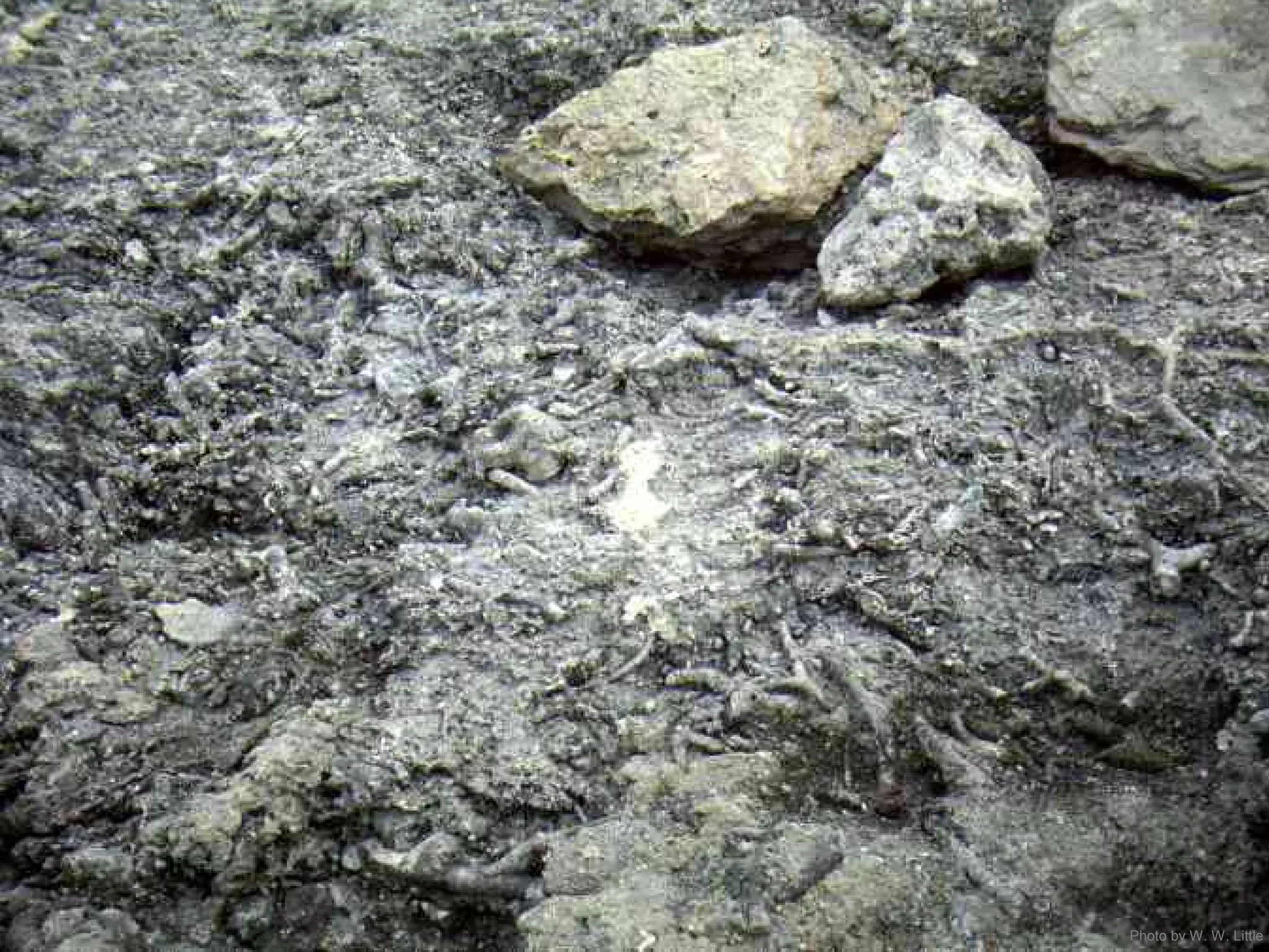 Photo by W. W. Little
 