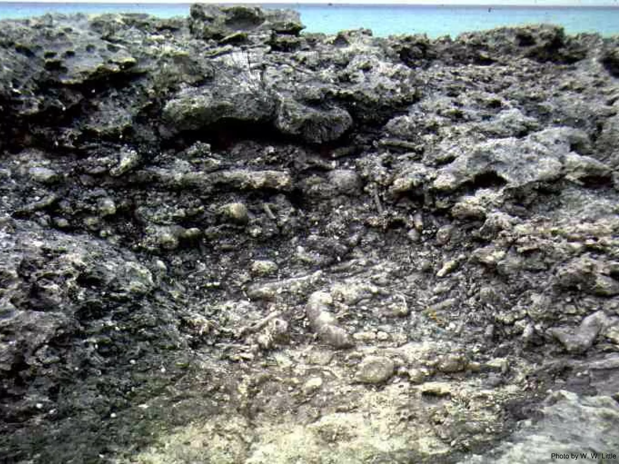 Photo by W. W. Little
 