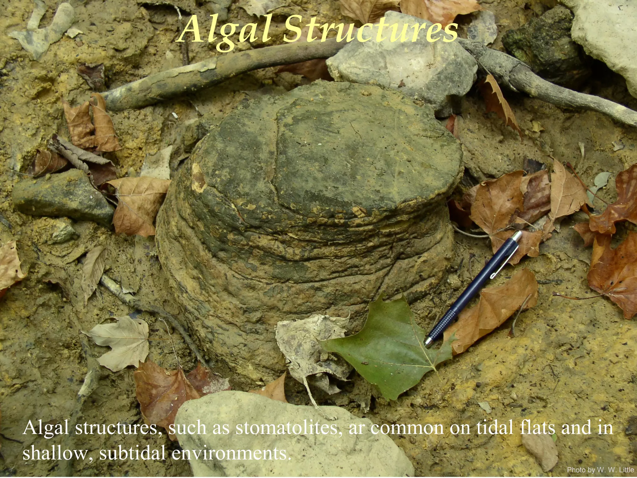 Photo by W. W. Little
Algal Structures
Algal structures, such as stomatolites, ar common on tidal flats and in
shallow, subtidal environments.
 