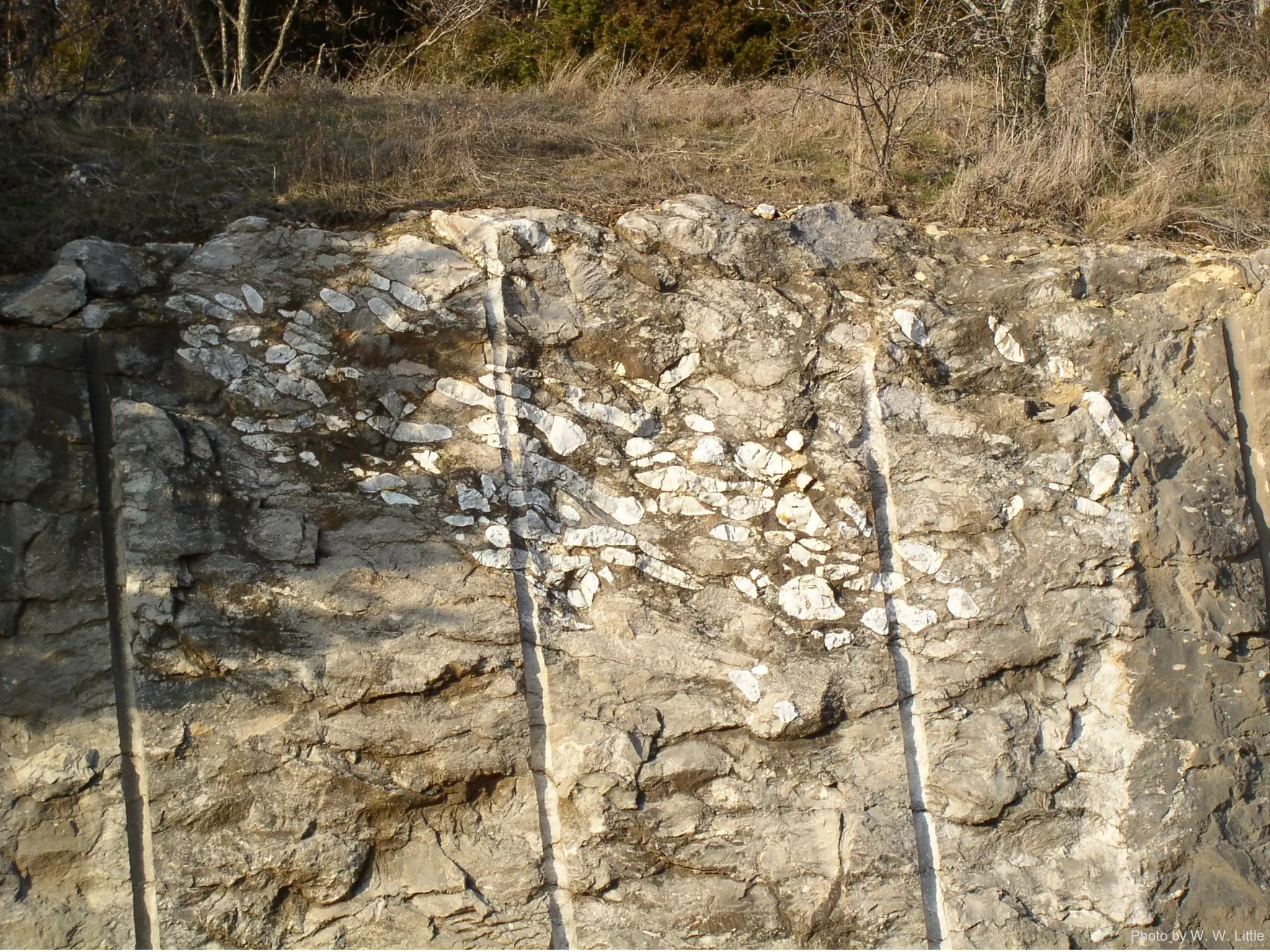 Photo by W. W. Little
 