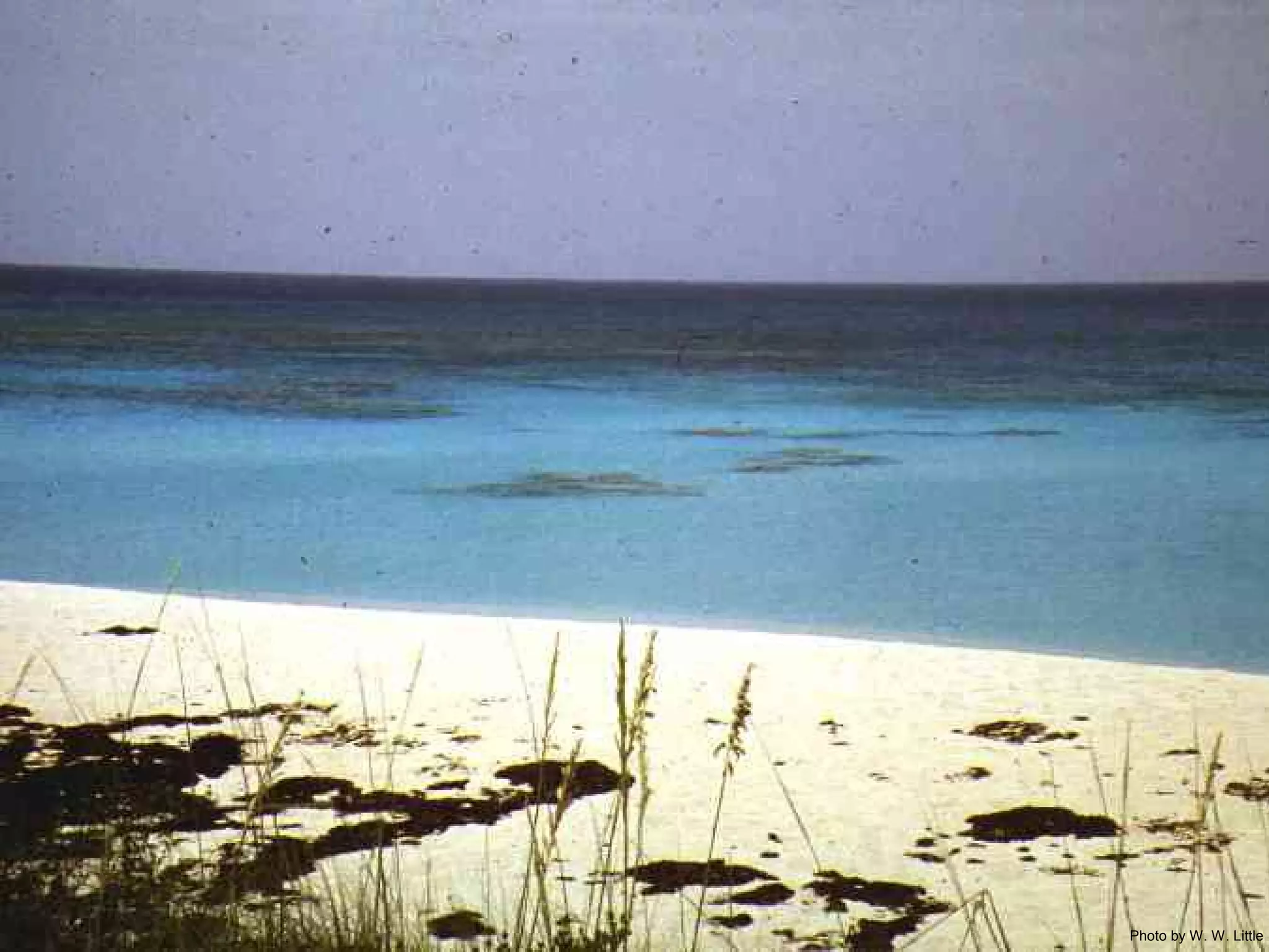 Photo by W. W. Little
 