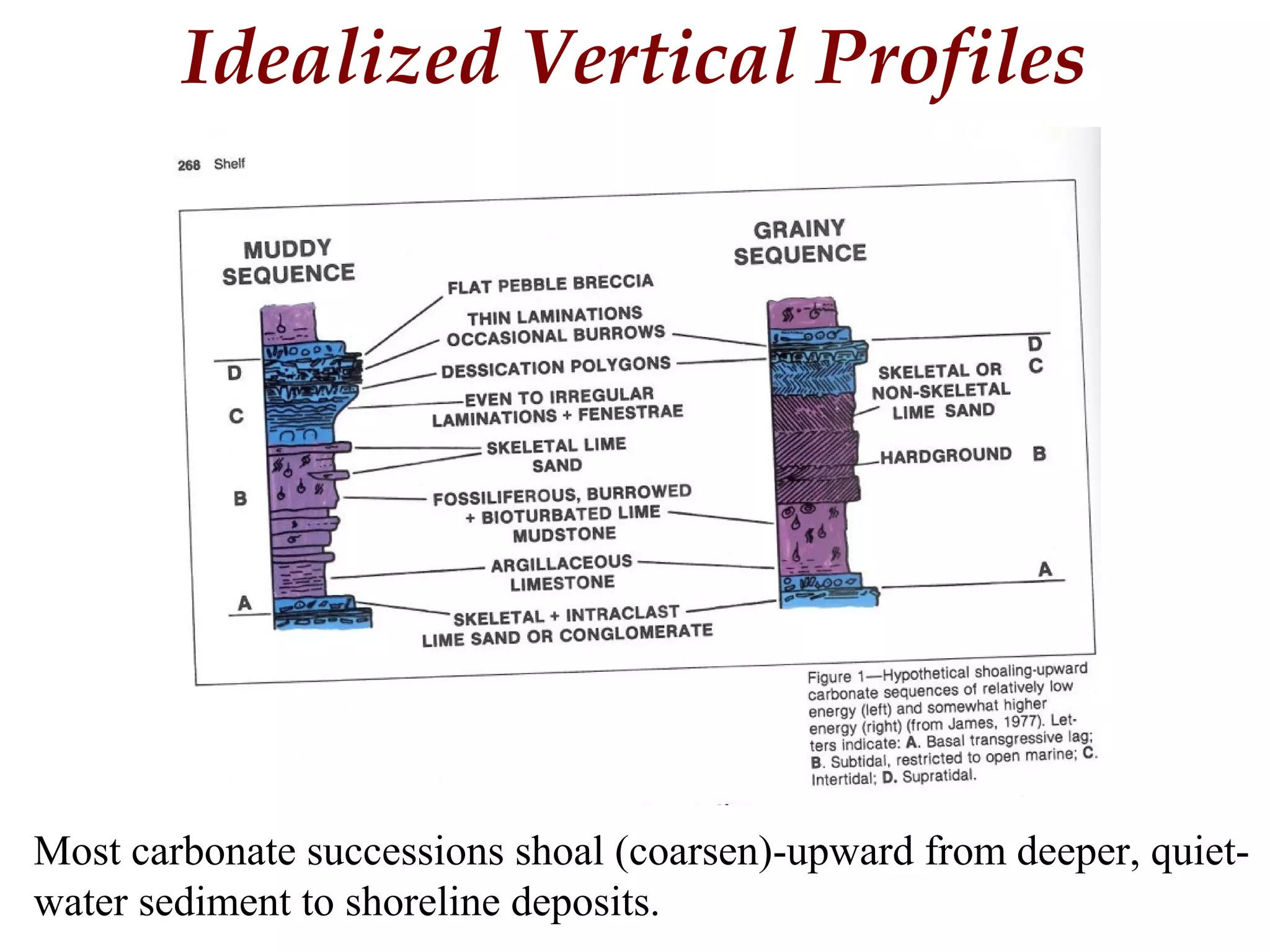 Idealized Vertical Profiles
Most carbonate successions shoal (coarsen)-upward from deeper, quiet-
water sediment to shoreline deposits.
 