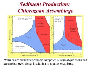 Sediment Production:
Chlorozoan Assemblage
Warm water carbonate sediment composed of hermatypic corals and
calcareous green algae, in addition to foramol organisms.
 