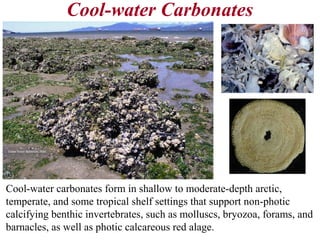 Cool-water Carbonates
Cool-water carbonates form in shallow to moderate-depth arctic,
temperate, and some tropical shelf settings that support non-photic
calcifying benthic invertebrates, such as molluscs, bryozoa, forams, and
barnacles, as well as photic calcareous red alage.
 