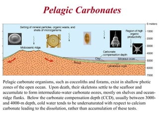 Pelagic Carbonates
Pelagic carbonate organisms, such as coccoliths and forams, exist in shallow photic
zones of the open ocean. Upon death, their skeletons settle to the seafloor and
accumulate to form intermediate-water carbonate oozes, mostly on shelves and ocean-
ridge flanks. Below the carbonate compensation depth (CCD), usually between 3000-
and 4000-m depth, cold water tends to be undersaturated with respect to calcium
carbonate leading to the dissolution, rather than accumulation of these tests.
 