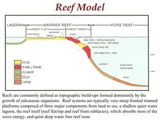 Reef Model
Reefs are commonly defined as topographic build-ups formed dominantly by the
growth of calcareous organisms. Reef systems are typically very-steep fronted rimmed
platforms composed of three major components from land to see, a shallow quiet water
lagoon, the reef itself (reef flat/top and reef front subfacies), which absorbs most of the
wave energy, and quiet deep water fore reef zone.
 