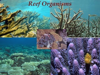 Reef Organisms
 