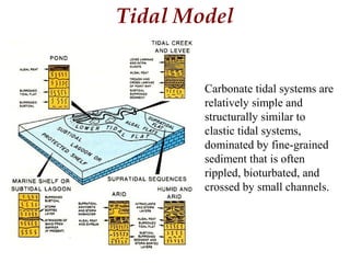 Tidal Model
Carbonate tidal systems are
relatively simple and
structurally similar to
clastic tidal systems,
dominated by fine-grained
sediment that is often
rippled, bioturbated, and
crossed by small channels.
 