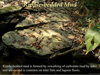 Photo by W. W. Little
Ripple-bedded Mud
Ripple-bedded mud is formed by reworking of carbonate mud by tides
and waves and is common on tidal flats and lagoon floors.
 