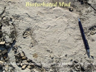Photo by W. W. Little
Bioturbated Mud
Bioturbation can be abundant, particularly on tidal flats and the floor of
lagoons.
 