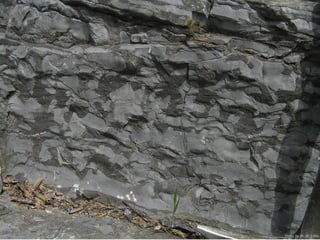 Photo by W. W. Little
 