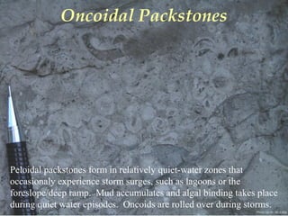 Photo by W. W. Little
Oncoidal Packstones
Peloidal packstones form in relatively quiet-water zones that
occasionaly experience storm surges, such as lagoons or the
foreslope/deep ramp. Mud accumulates and algal binding takes place
during quiet water episodes. Oncoids are rolled over during storms.
 