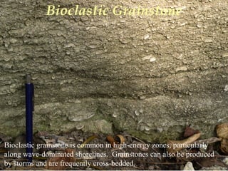 Photo by W. W. Little
Bioclastic Grainstone
Bioclastic grainstone is common in high-energy zones, particularly
along wave-dominated shorelines. Grainstones can also be produced
by storms and are frequently cross-bedded.
 
