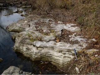 Photo by W. W. Little
 