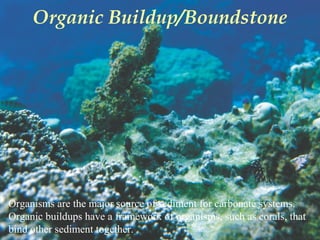 Organic Buildup/Boundstone
Organisms are the major source of sediment for carbonate systems.
Organic buildups have a framework of organisms, such as corals, that
bind other sediment together.
 