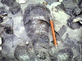 Photo by W. W. Little
 