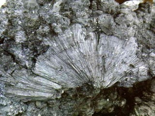 Photo by W. W. Little
 