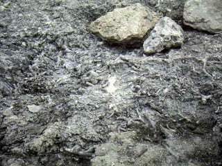 Photo by W. W. Little
 